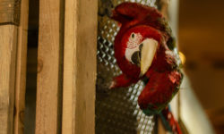 Mąż wśród ptactwa, czyli o tym, jak wybieraliśmy zwierzątko domowe.